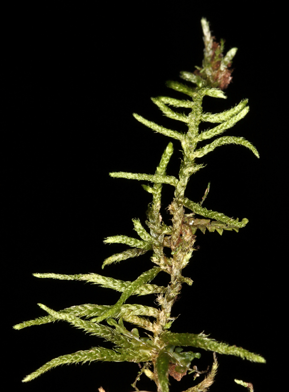Brachythecium laetum